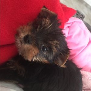 Meet “Charlie” the newest member of my family.